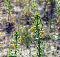 oenothera biennis floraciones en julio. oenothera biennis, el común onagra, es un especies de floración planta en el familia onagráceas. foto