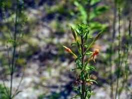 oenothera biennis floraciones en julio. oenothera biennis, el común onagra, es un especies de floración planta en el familia onagráceas. foto