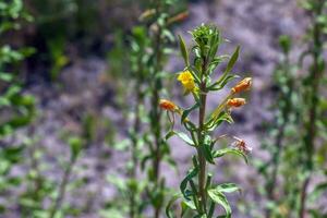 oenothera biennis floraciones en julio. oenothera biennis, el común onagra, es un especies de floración planta en el familia onagráceas. foto