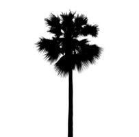 un negro y blanco ilustración de un palma árbol, silueta de palma árbol en blanco antecedentes vector arte, negro color