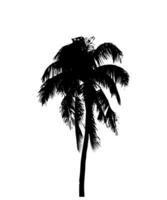 un negro y blanco ilustración de un palma árbol, silueta de palma árbol en blanco antecedentes vector arte, negro color