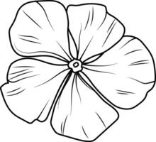 Periwinkle flower drawing, periwinkle flower drawing for kids, simple periwinkle drawing, Catharanthus flower sketch, drawing vector sadabahar flowers drawn