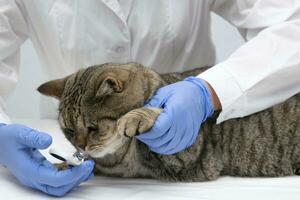 Portrait of a beautiful scottish tabby cat. Veterinary medicine. photo