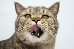 funny beautiful scottish cat portrait making funny face licking lips with mouth open looking at camera photo