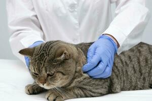 Portrait of a beautiful scottish tabby cat. Veterinary medicine. photo