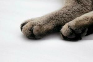 bandera de un cerca arriba de un atigrado gato patas en blanco antecedentes foto