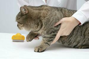 Portrait of a beautiful scottish tabby cat. Veterinary medicine. photo