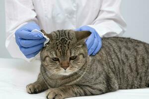 Portrait of a beautiful scottish tabby cat. Veterinary medicine. photo