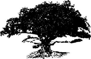 a black and white photo of a large tree, silhouette of mango  tree on white background vector art,  black color