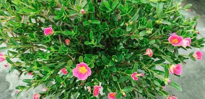 Colorful purslane or portulaca flowers in the garden, a plant with pink flowers in a pot pink white flower, green leaf tree branch, photo