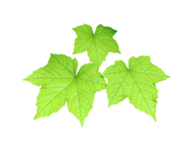 green leaves on transparent background, Green maple leaf isolated on white background. Clipping path included. Green leaves isolated on transparent background. png