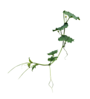 Cucumber plant with leaves isolated on transparent background. Vector illustration. a plant with leaves and stems on a png transparent background