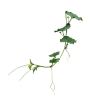 pepino plantar com folhas isolado em transparente fundo. vetor ilustração. uma plantar com folhas e hastes em uma png transparente fundo