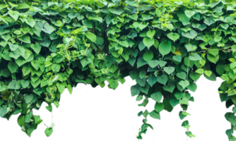 Grün Pflanzen hängend von ein Baum, Grün Kriechpflanze Pflanze isoliert auf transparent Grün Blätter Hintergrund auf ein Mauer mit Gradient Gittergewebe, png