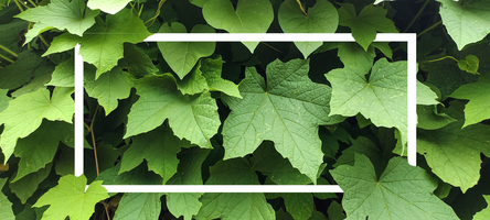 Créatif disposition fabriqué de vert feuilles avec blanc Cadre. plat poser. la nature concept. maquette conception, modèle de feuille Cadre psd