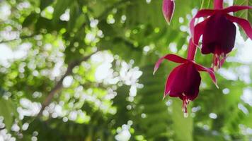 fuchsia rufus fleur dans la nature video