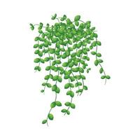 Vector cartoon illustration of home hanging leaves of plant String of Nickels isolated on white background.