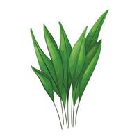 Isolated leaves of house plant Aspidistra tall or cash iron. vector