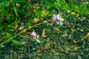 cerca arriba gaura lindheimeri o girando mariposas flores visto en verano en el jardín. foto