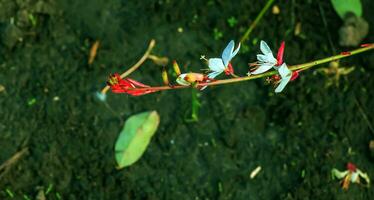 cerca arriba gaura lindheimeri o girando mariposas flores visto en verano en el jardín. foto