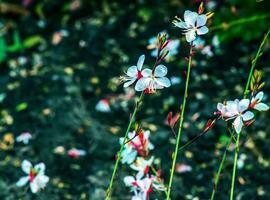 cerca arriba gaura lindheimeri o girando mariposas flores visto en verano en el jardín. foto