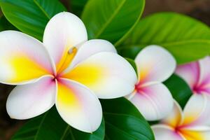 plumeria flower. background. AI Generative Pro Photo