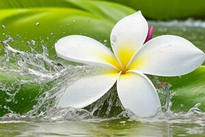 Water splash on Plumeria flower. background. AI Generative Pro Photo