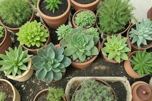 top view a close up of plants in pots on a table. background. AI Generative Pro Photo