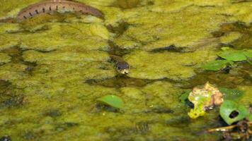 The snake seen from the front crawls on the algae of the marsh video