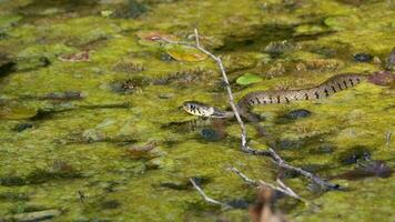 serpiente en pantano y agua algas video