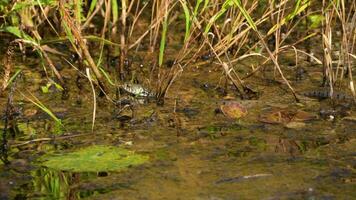 el serpiente gatea mediante el pantano matorrales y algas video