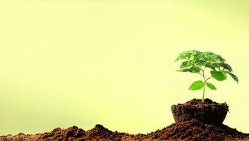 The Sapling are growing from the soil with sunlight photo