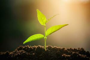 The Sapling are growing from the soil with sunlight photo