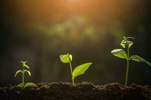 The Sapling are growing from the soil with sunlight photo