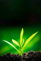 The Sapling are growing from the soil with sunlight photo