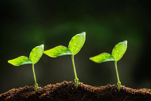 The Sapling are growing from the soil with sunlight photo