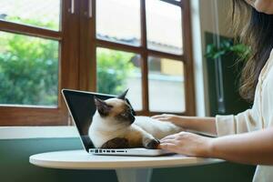 woman working from home with cat. cat asleep on the laptop keyboard. assistant cat working at Laptop photo