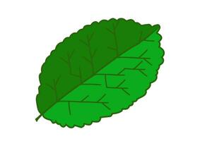 mint leaves on while background, single continuous line drawing leaf icon mint leaf icon vector illustration.