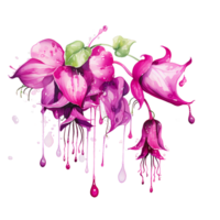 Ai generated watercolor painting of fuchsia flowers on a transparent background png