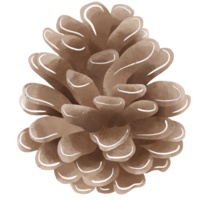 Watercolor Pine cone element hand drawn illustration png