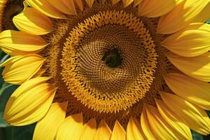 Sunflower. background. AI Generative Pro Photo