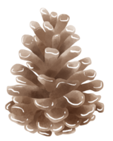 Watercolor Pine cone element hand drawn illustration png