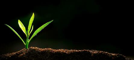 The Sapling are growing from the soil with sunlight photo