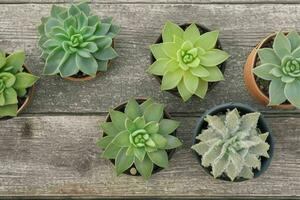 top view a close up of plants in pots on a table. background. AI Generative Pro Photo