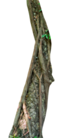 natürlich Baum Ast mit verdrehte Wurzel png