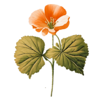 Nasturtium  Flower Nature AI Generative png