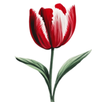 Tulip Red Flower AI Generative png