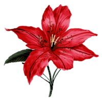 Lily Red Flower AI Generative png