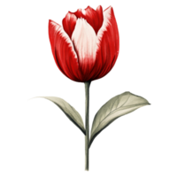 Tulip Red Flower AI Generative png