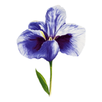 iris fleur la nature ai génératif png